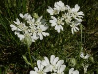 Orlaya grandiflora 17, Straalscherm, Saxifraga-Ed Stikvoort